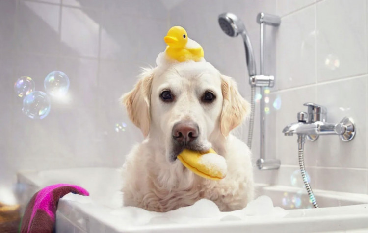 Dctr.Go Шампунь-бальзам для животных Sнampoo Therapy "Мультиуход" 1000 ml в Сургуте